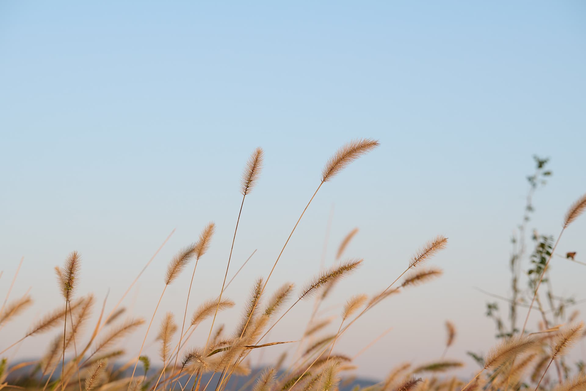 狗尾草(十里长山凹)
